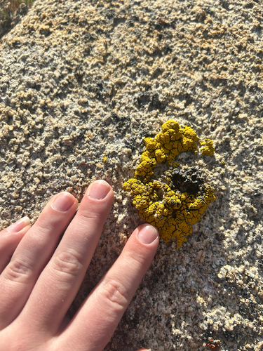iNaturalist observation photo of Goldspeck Lichens