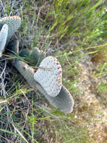 iNaturalist observation photo of beavertail cactus