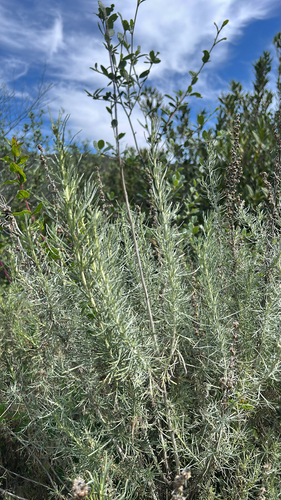 iNaturalist observation photo of California sagebrush