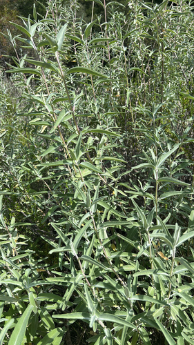 iNaturalist observation photo of purple sage