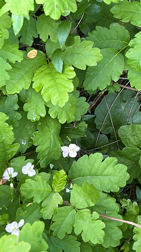 iNaturalist observation photo of milkmaids