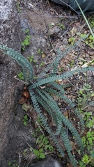 Astrolepis cochisensis