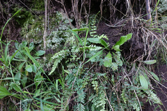Blechnum chambersii