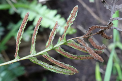 Blechnum chambersii