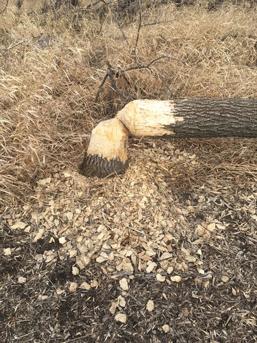 American Beaver photographed in North Dakota