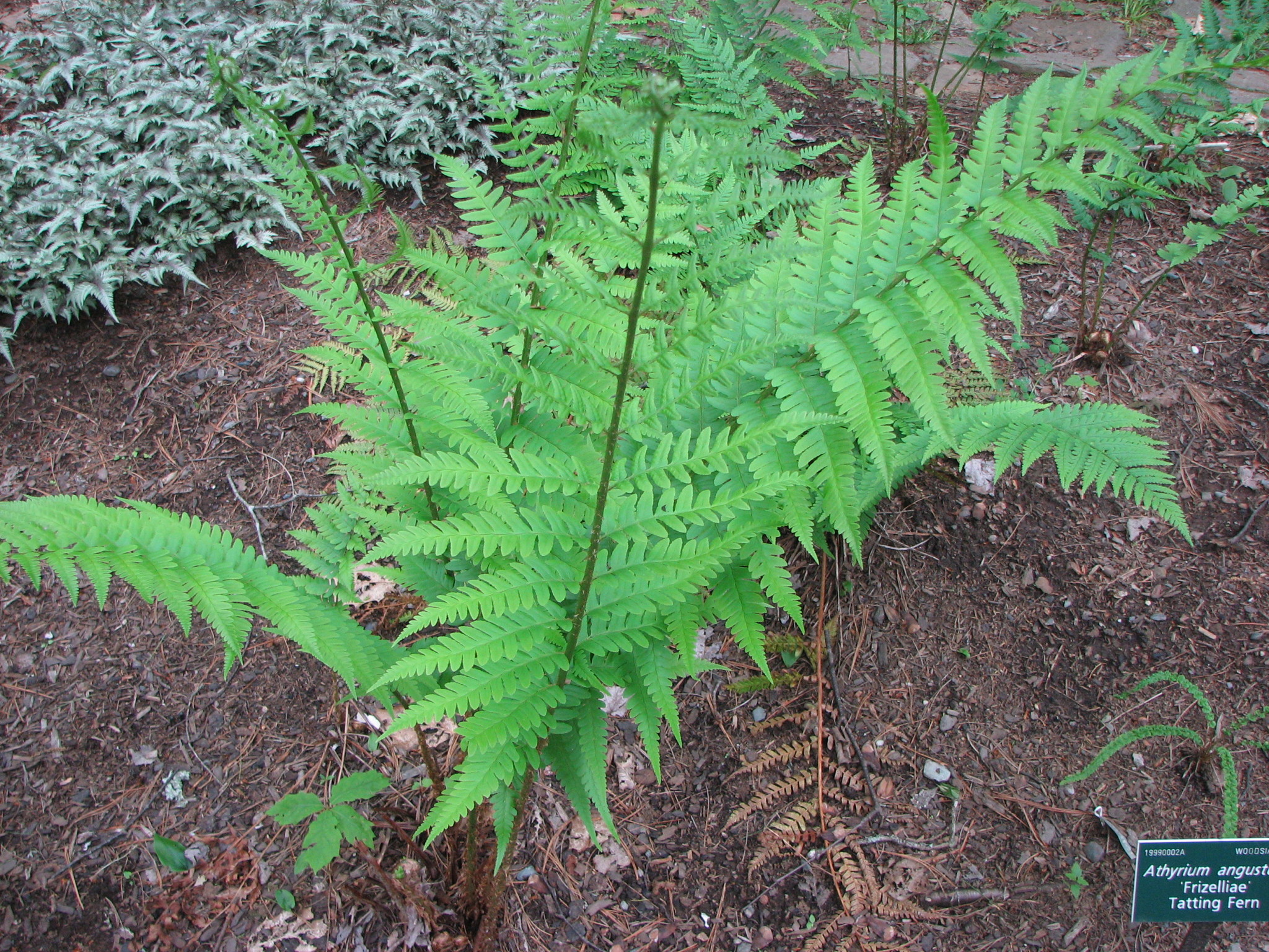 Dryopteris X australis