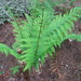 Dixie Wood Fern - Photo (c) Choess, some rights reserved (CC BY-SA)