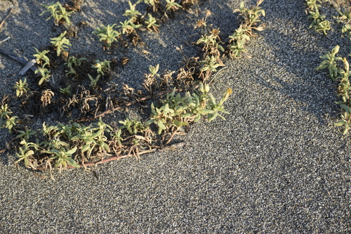 Pectis multiflosculosa (Pectis multiflosculosa)