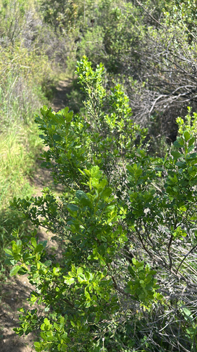iNaturalist observation photo of coyote brush