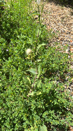 iNaturalist observation photo of sow thistles