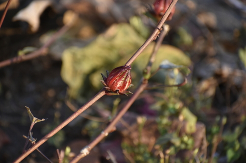 Roselle (Hibiscus sabdariffa)