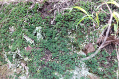 Dawsonia