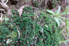 Dawsonia