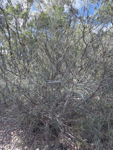 Grevillea longistyla, photograph 2