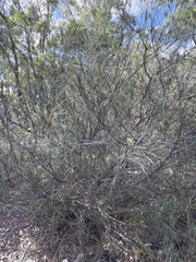 Grevillea longistyla, photograph (c) Martin Hannan-Jones, some rights reserved (CC BY)