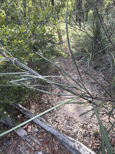 Grevillea longistyla, photograph 1