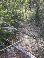 Grevillea longistyla