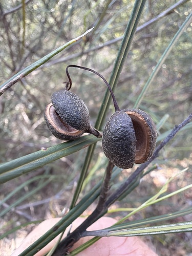 Grevillea longistyla, photograph 3