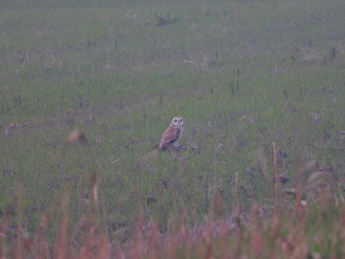 View observation of {o.common_name} on iNaturalist