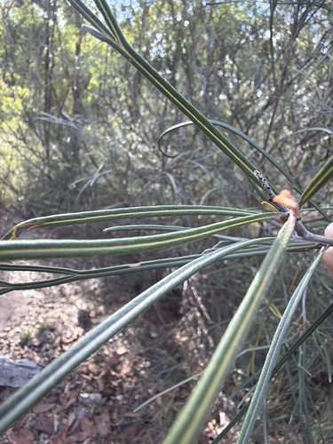 Grevillea longistyla, photograph 4