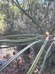 Grevillea longistyla, photograph (c) Martin Hannan-Jones, some rights reserved (CC BY)