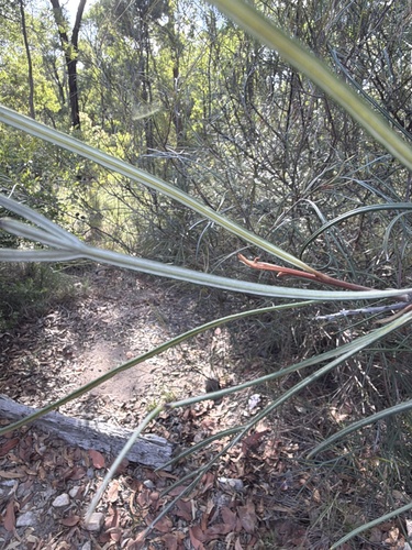 Grevillea longistyla, photograph 5