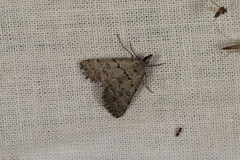 Dichromodes indicataria