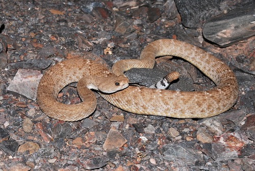 San Lorenzo Island Rattlesnake