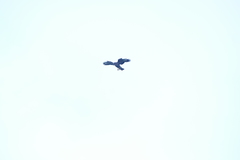 Buteo buteo rothschildi