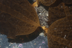 Dictyoneurum reticulatum