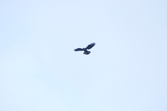 Buteo buteo rothschildi