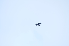 Buteo buteo rothschildi