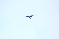 Buteo buteo rothschildi