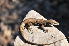 Tiger Whiptail photo 3