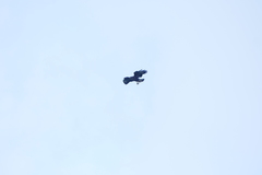 Buteo buteo rothschildi