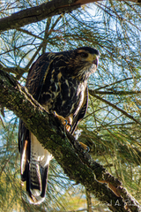 Parabuteo unicinctus unicinctus