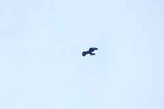 Buteo buteo rothschildi