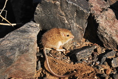 Peromyscus fraterculus
