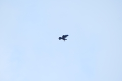 Buteo buteo rothschildi