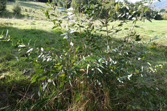 Eucalyptus radiata radiata