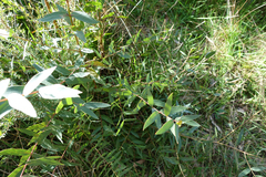 Eucalyptus radiata radiata