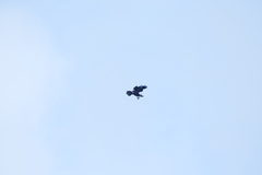 Buteo buteo rothschildi