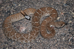 Crotalus lorenzoensis
