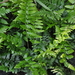Southern Wood Fern - Photo (c) douneika, some rights reserved (CC BY-NC-SA)