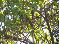 Microspingus cabanisi