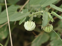 Gaya parviflora