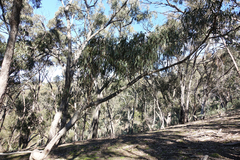 Eucalyptus goniocalyx goniocalyx