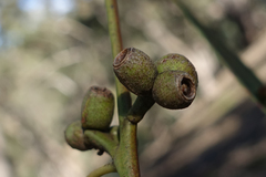 Eucalyptus goniocalyx goniocalyx
