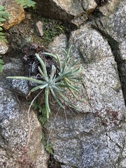 Dudleya densiflora