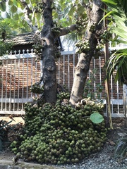 Ficus sur